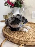 Bee, a female Miniature Schnauzer for sale in Rolla, MO – Photo 2 of 5