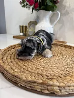 Bee, a female Miniature Schnauzer for sale in Rolla, MO – Photo 4 of 5