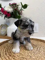 Bee, a female Miniature Schnauzer for sale in Rolla, MO – Photo 3 of 5