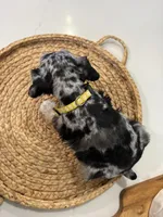 Bee, a female Miniature Schnauzer for sale in Rolla, MO – Photo 5 of 5