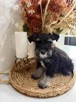 Peach, a female Miniature Schnauzer for sale in Rolla, MO – 4 of 4