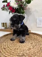 Bear, a male Miniature Schnauzer for sale in Rolla, MO – Photo 1 of 4