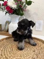 Bear, a male Miniature Schnauzer for sale in Rolla, MO – Photo 4 of 4