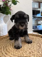 Bear, a male Miniature Schnauzer for sale in Rolla, MO – Photo 3 of 4