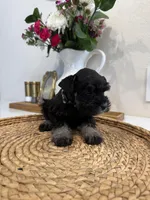 Buck, a male Miniature Schnauzer for sale in Rolla, MO – Photo 3 of 4