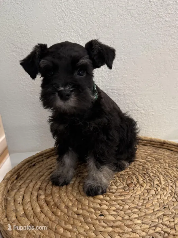 Buck – Miniature Schnauzer puppy for sale in Rolla, MO