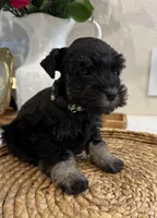 Buck, a male Miniature Schnauzer for sale in Rolla, MO – Photo 1 of 4