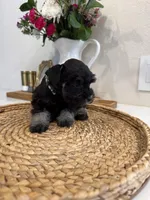 Buck, a male Miniature Schnauzer for sale in Rolla, MO – Photo 2 of 4