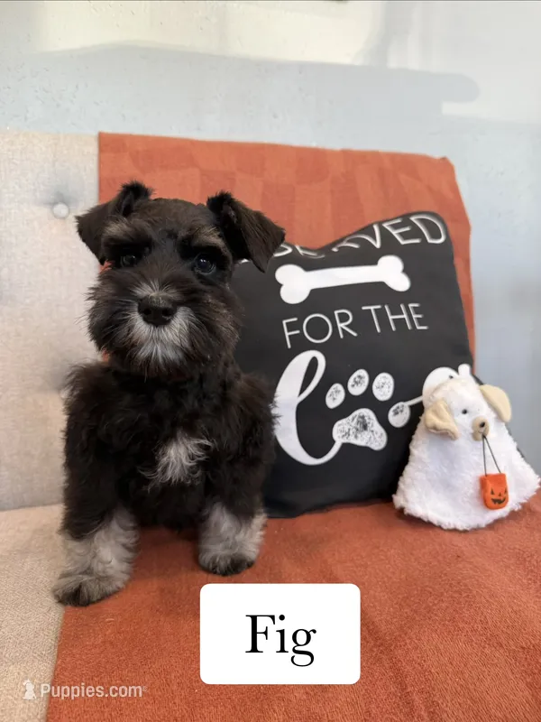Fig – Miniature Schnauzer puppy for sale in Rolla, MO