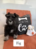Fig, a male Miniature Schnauzer for sale in Rolla, MO – 1 of 5