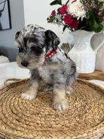 Benji, a male Miniature Schnauzer for sale in Rolla, MO – Photo 4 of 5