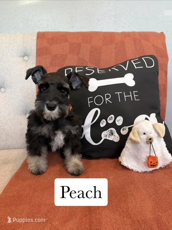 Peach – Miniature Schnauzer puppy for sale in Rolla, MO
