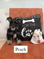 Peach, a female Miniature Schnauzer for sale in Rolla, MO – 1 of 4