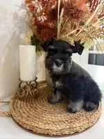 Fig, a male Miniature Schnauzer for sale in Rolla, MO – 3 of 5