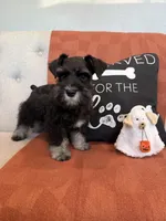 Fig, a male Miniature Schnauzer for sale in Rolla, MO – 5 of 5