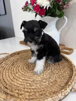 Basil, a female Miniature Schnauzer for sale in Rolla, MO – Photo 3 of 5