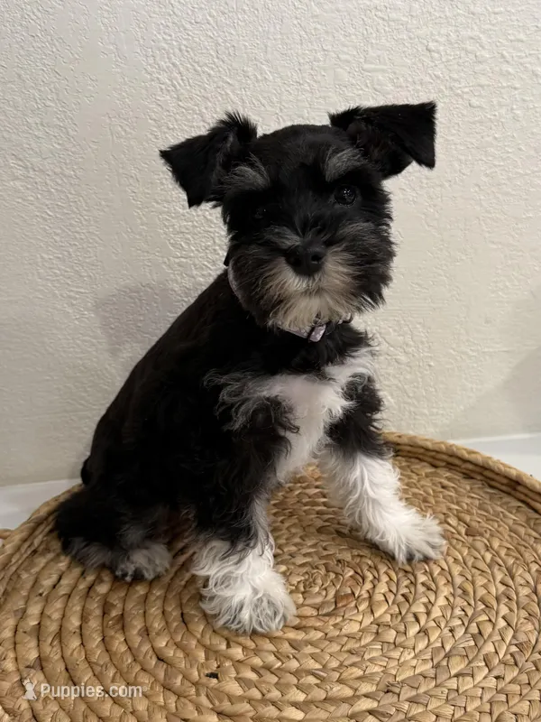 Basil – Miniature Schnauzer puppy for sale in Rolla, MO