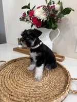 Basil, a female Miniature Schnauzer for sale in Rolla, MO – Photo 5 of 5