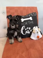 Peach, a female Miniature Schnauzer for sale in Rolla, MO – 3 of 4