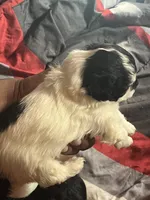 Shihpoo, a male Shihpoo for sale in Brooklyn, NY – 2 of 3