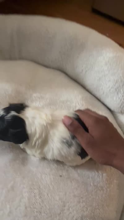Shihpoo, a male Shihpoo for sale in Brooklyn, NY – 3 of 3