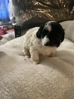 Shihpoo, a male Shihpoo for sale in Brooklyn, NY – 1 of 3