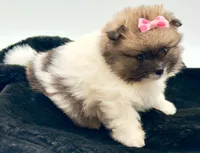 Liz, a female Pomeranian for sale in Memphis, TN – 5 of 5