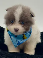 Frank, a male Pomeranian for sale in Memphis, TN – 3 of 5