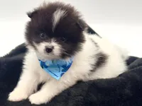 Clark, a male Pomeranian for sale in Memphis, TN – 5 of 5