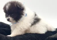 Clark, a male Pomeranian for sale in Memphis, TN – 3 of 5
