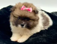 Liz, a female Pomeranian for sale in Memphis, TN – 4 of 5