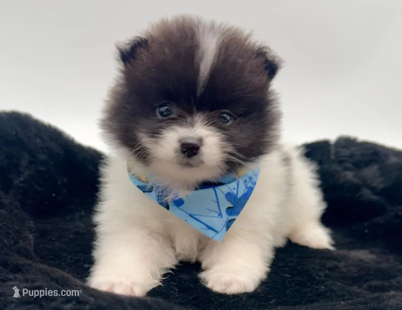 Clark – Pomeranian puppy for sale in Memphis, TN