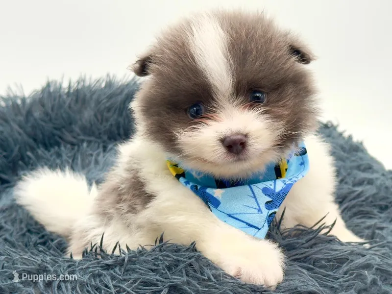 Frank – Pomeranian puppy for sale in Memphis, TN