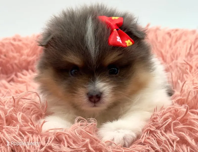 Judy – Pomeranian puppy for sale in Memphis, TN