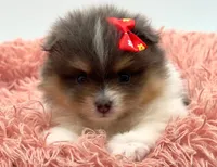 Judy, a female Pomeranian for sale in Memphis, TN – 1 of 5