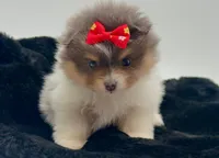 Judy, a female Pomeranian for sale in Memphis, TN – 3 of 5