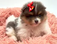 Judy, a female Pomeranian for sale in Memphis, TN – 4 of 5