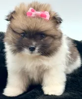 Liz, a female Pomeranian for sale in Memphis, TN – 3 of 5