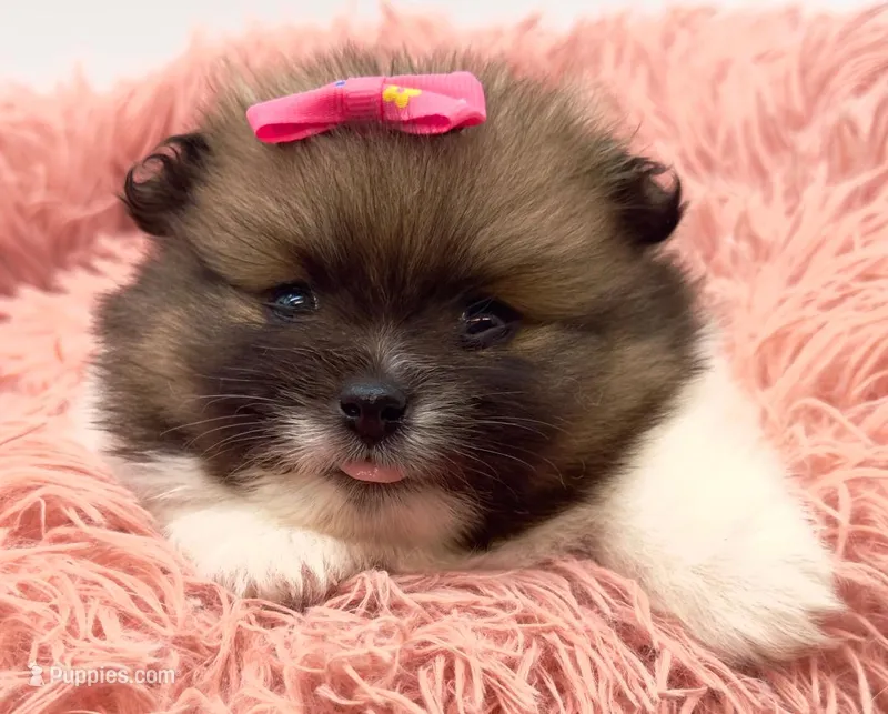Liz – Pomeranian puppy for sale in Memphis, TN