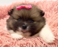 Liz, a female Pomeranian for sale in Memphis, TN – 1 of 5