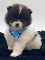 Clark, a male Pomeranian for sale in Memphis, TN – 2 of 5