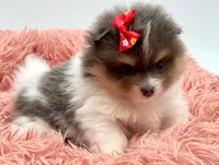 Judy, a female Pomeranian for sale in Memphis, TN – 5 of 5