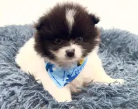 Clark, a male Pomeranian for sale in Memphis, TN – 4 of 5