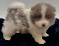 Frank, a male Pomeranian for sale in Memphis, TN – 4 of 5