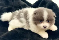 Frank, a male Pomeranian for sale in Memphis, TN – 5 of 5