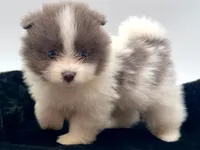 Frank, a male Pomeranian for sale in Memphis, TN – 2 of 5