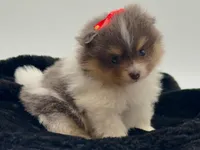 Judy, a female Pomeranian for sale in Memphis, TN – 2 of 5