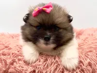 Liz, a female Pomeranian for sale in Memphis, TN – 2 of 5