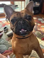 Rosy, a female French Bulldog for sale in Slidell, LA – 9 of 10