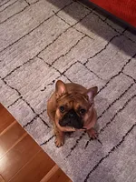 Rosy, a female French Bulldog for sale in Slidell, LA – 2 of 10